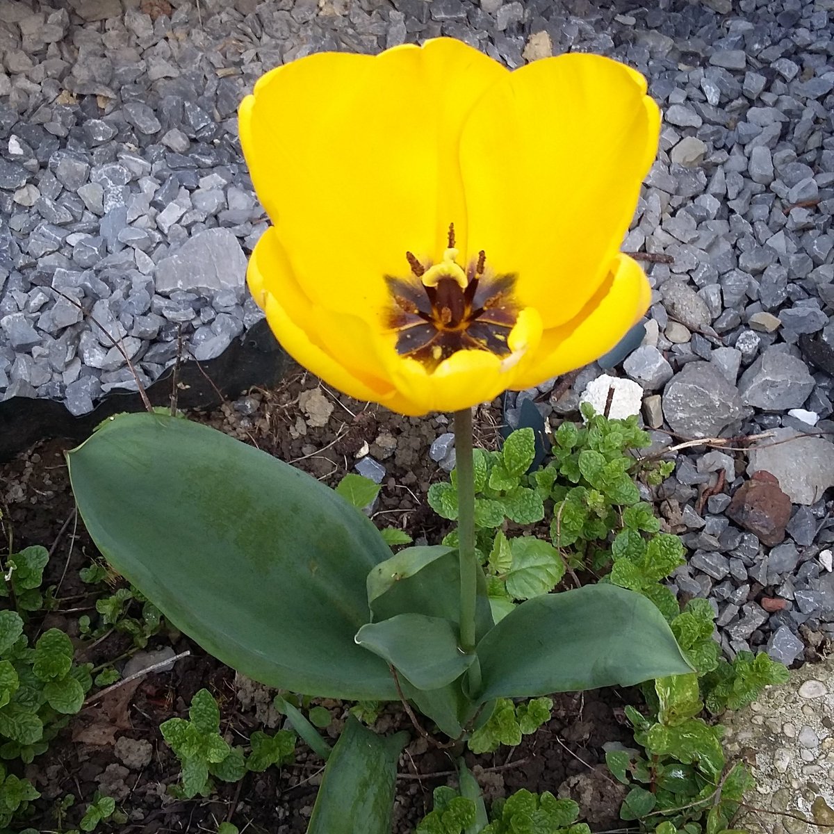 LangageDesFleurs.org (@Langage_Fleurs) / Posts / X