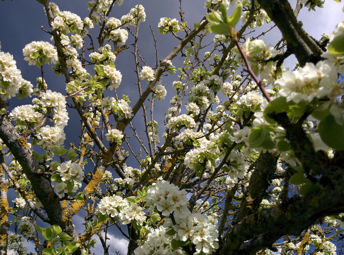 TitashPhoto's tweet photo. Spring!!! https://t.co/EbQEMFX6LO