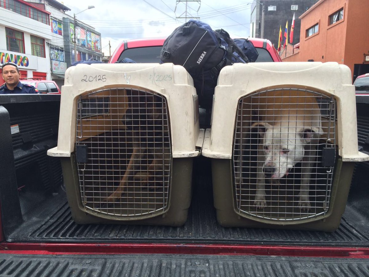Grupo de caninos de Bomberos Bogotá viajan a Ecuador en apoyo para búsqueda de personas.