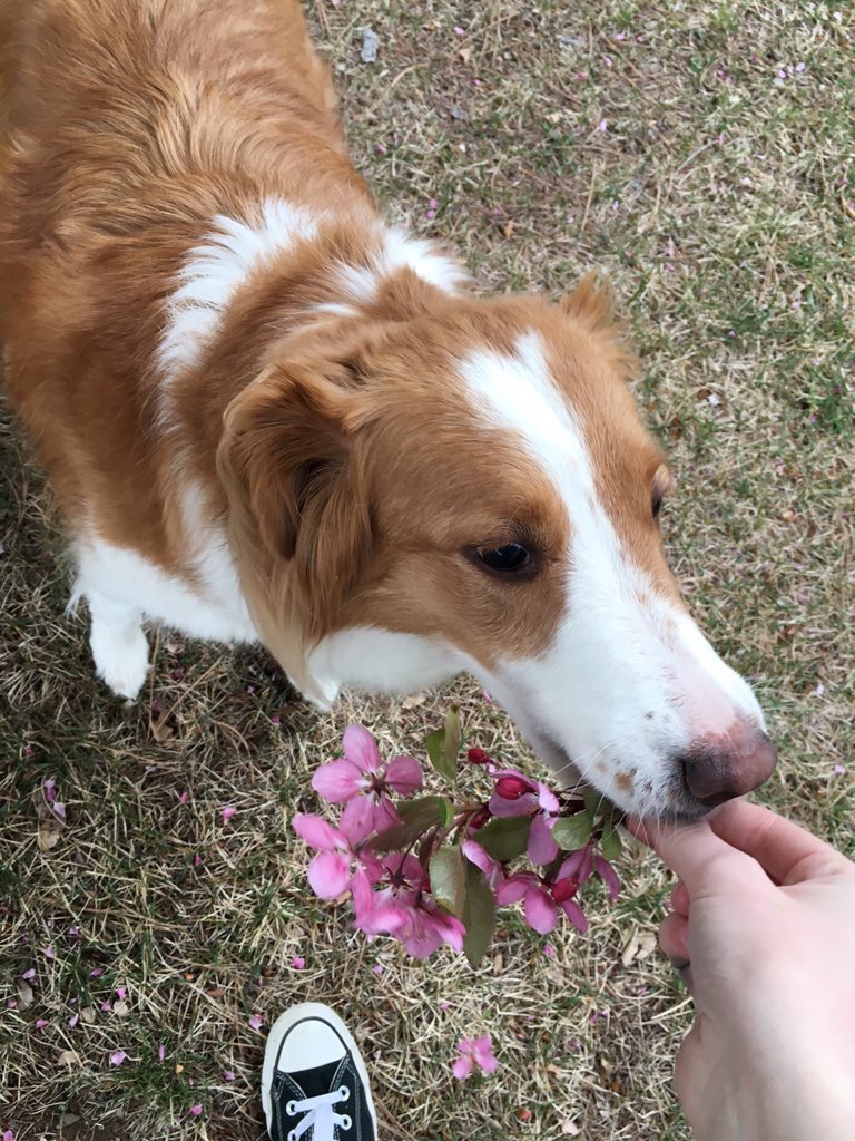 ️ (@dogsandfiowers) on Twitter photo 