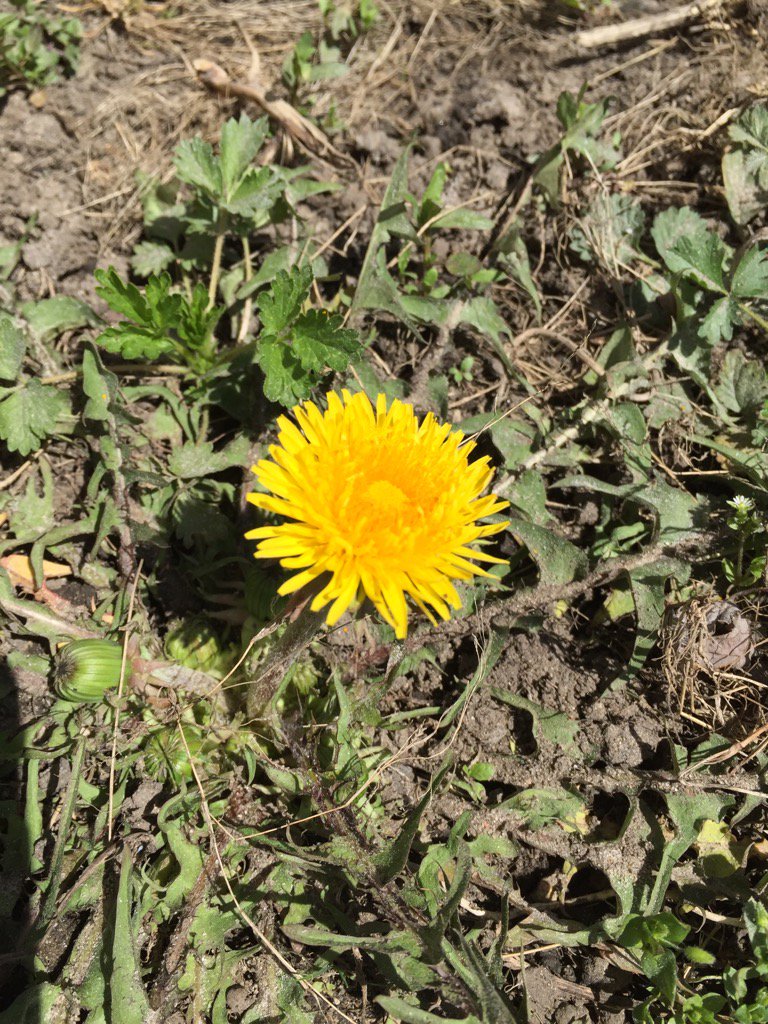 HungerGamesDWTC's tweet image. Dandelion in the spring!!