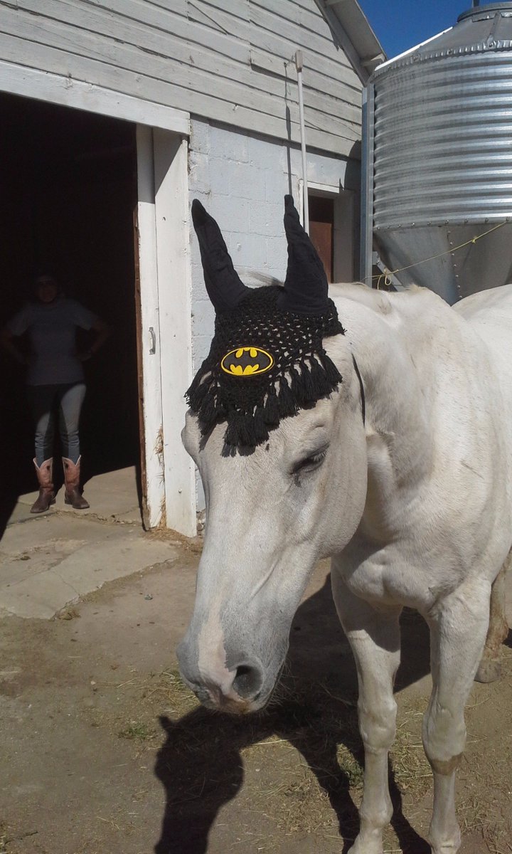 GallantGallop's tweet photo. Horse gear prototypes! https://t.co/WwjDOvq1no