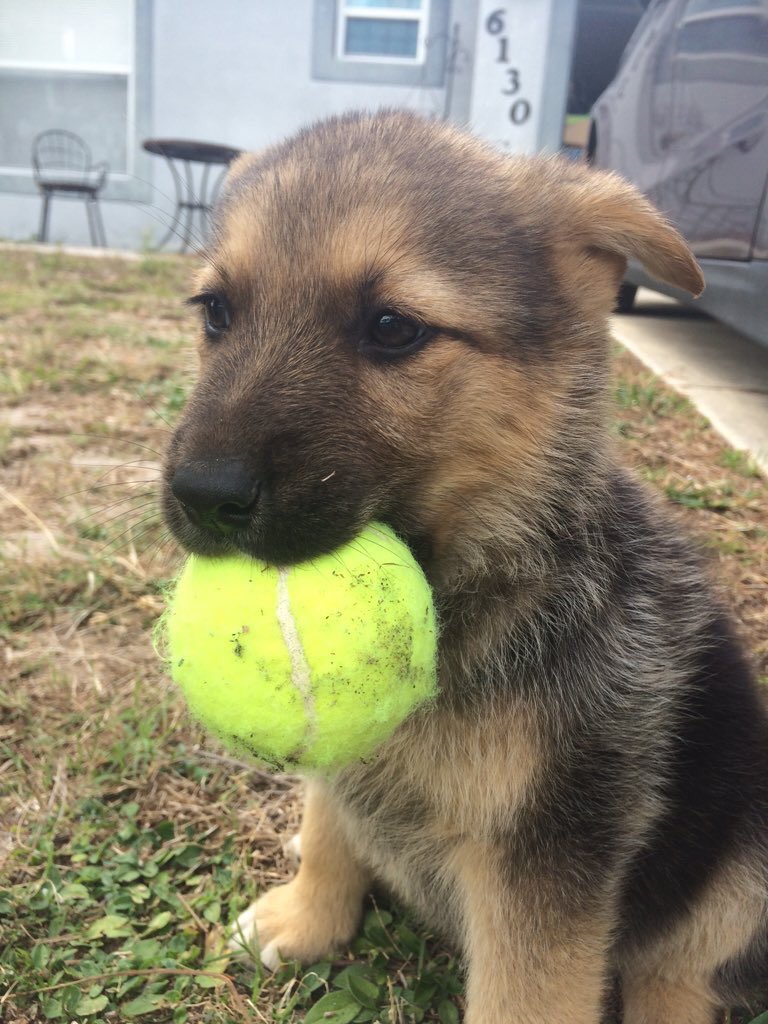 German Shepherds tweet media
