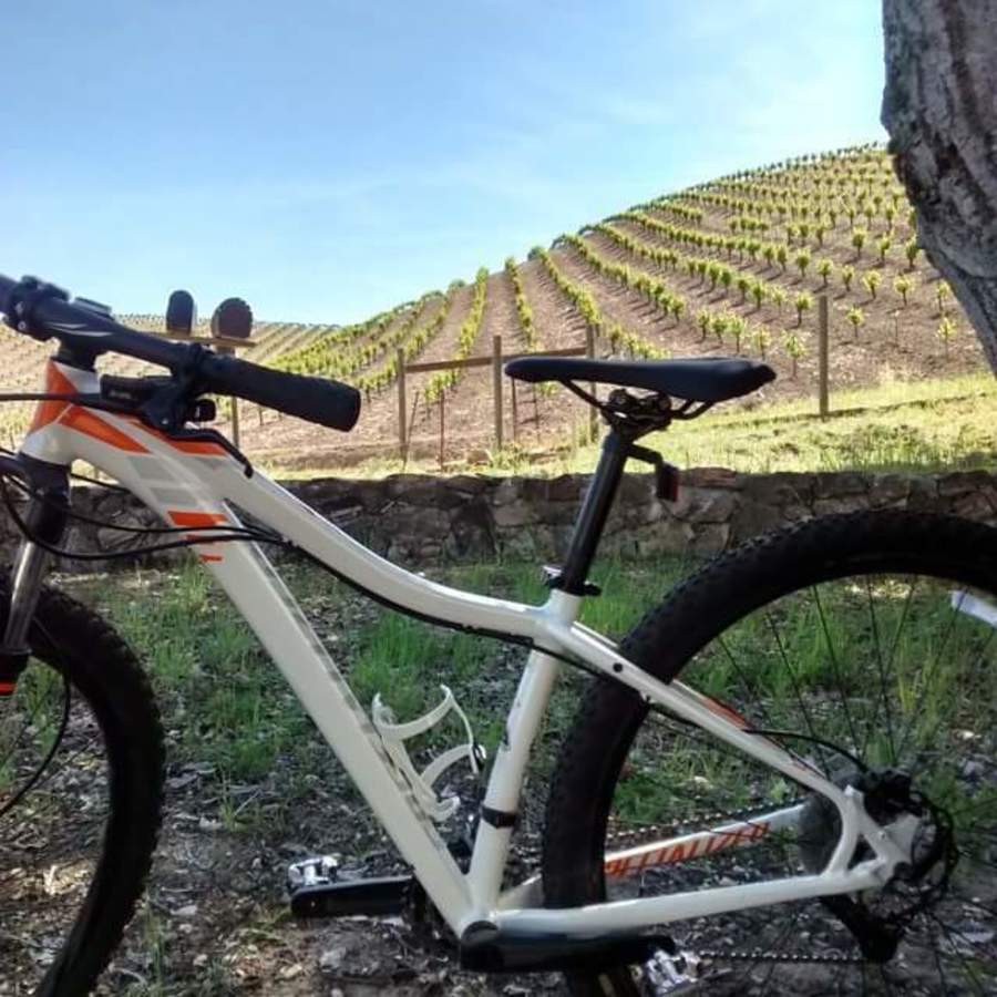 specialized jett 29 2016