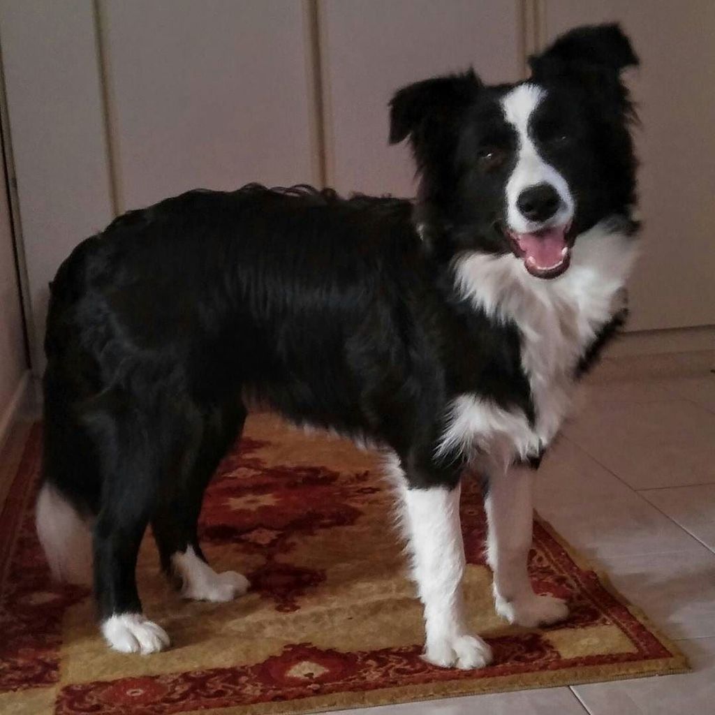 Rocky_Border's tweet photo. Rocky looks so happy https://t.co/KmBTSctnnr