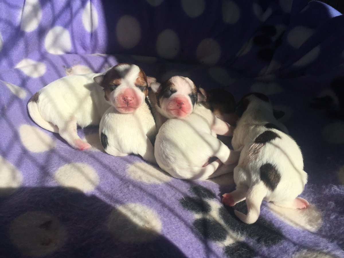 RichardHammond's tweet photo. Puppy news: first trip to vet today. All functioning perfectly.
....and permission granted me to take new car out. https://t.co/7gKfQtz7cn