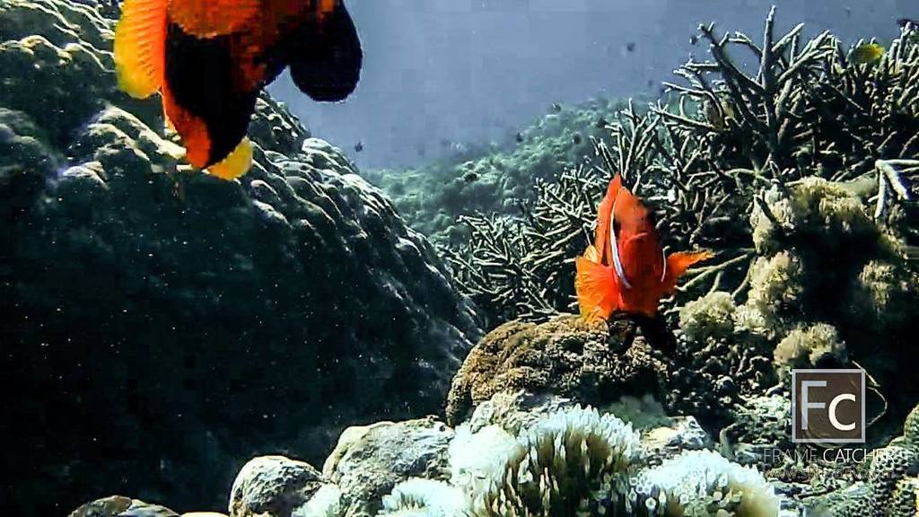 ParadiseCoveStt's tweet photo. jayhartarto shares: Haiiii 

#bali 
#lembongan 
#snorkelingtrip 
#bproid #scuba #snorkel #underwater Visit The Virg… https://t.co/XYfFdiUvH9