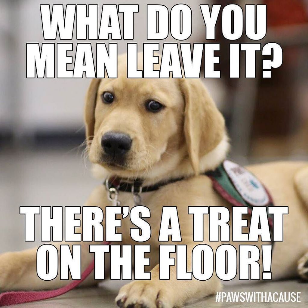 Cinemanimo1's tweet photo. https://t.co/uQjX6EiD2W It's #SundayFunday, Did you know that #PAWSDogs are taught the command "Leave It." by paws… https://t.co/gNzOPJI4EV
