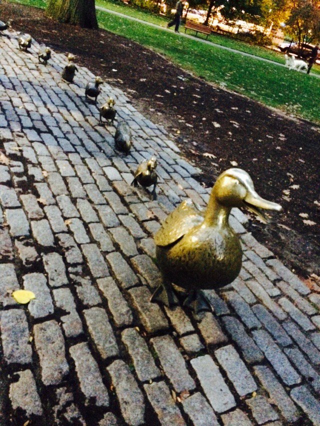 biodamonster's tweet photo. My fav park in the world is the #BostonPublicGarden! Whenever frds visit, I have to take them here. #WhyILoveBoston https://t.co/4S0NVmefao
