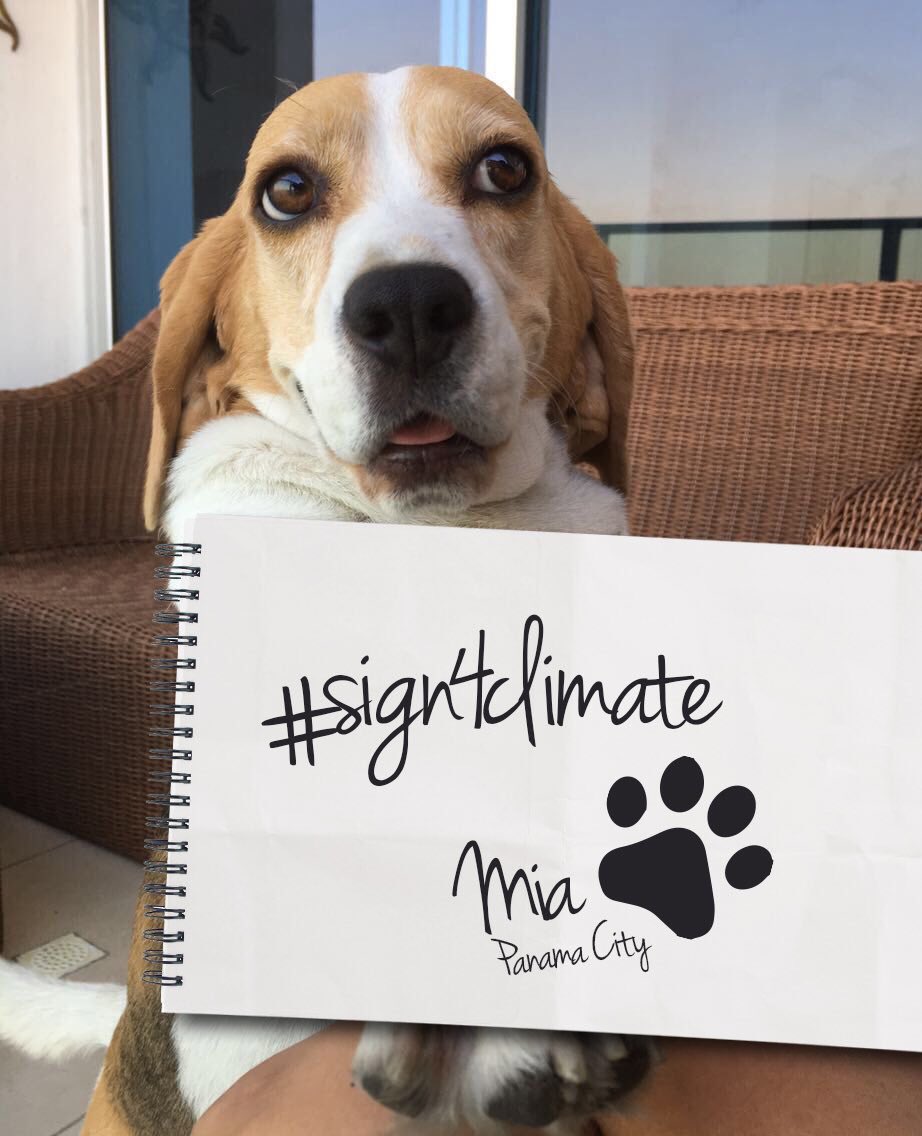 UNEP's tweet photo. Some of the great support shown around world for the #ParisAgreement signing. Donate your signature &amp; #Sign4Climate! https://t.co/cD1DO12sGr