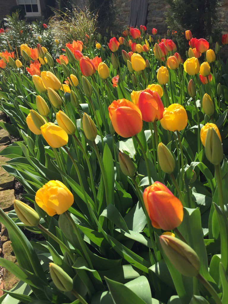 Feeling the spring loving at Standen 😍