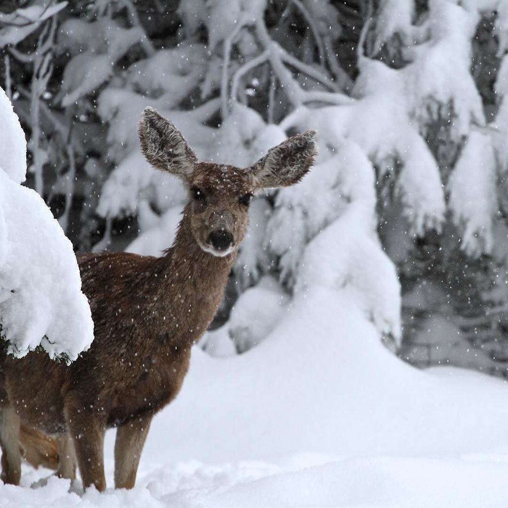 9NEWS's tweet image. Has the snow stopped yet? A viewer sent us this amazing shot of a curious deer munching ev… ift.tt/1Vumqb0