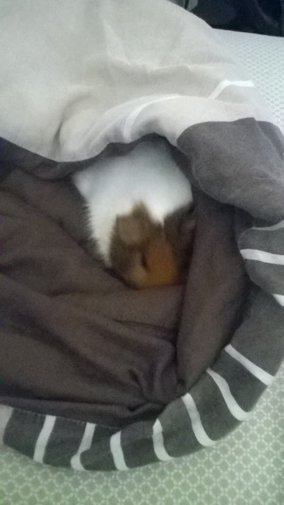 mattyhoule's tweet photo. My new fury companion. Her names Bella. She's a guinea pig! https://t.co/eYE5xyVNqT