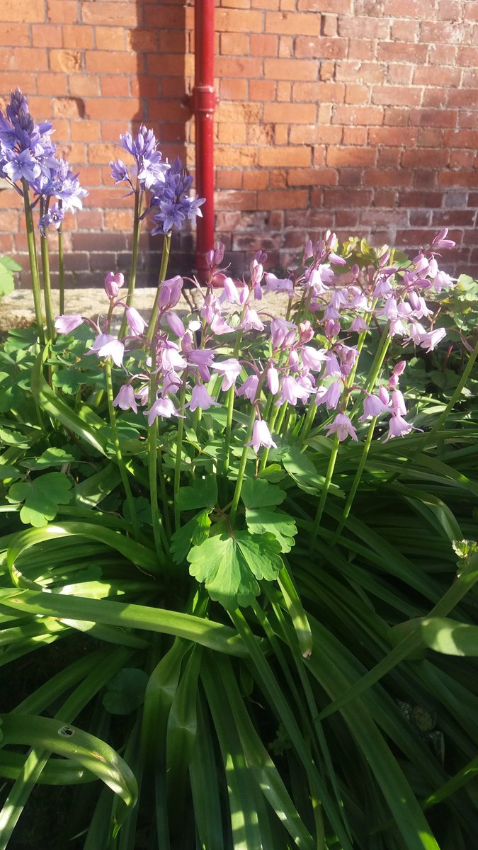 carolwindleyuk's tweet photo. @montysdognigel pink ones out #bluebellblitz #pinkbluebells. https://t.co/tIU7oTJjKS