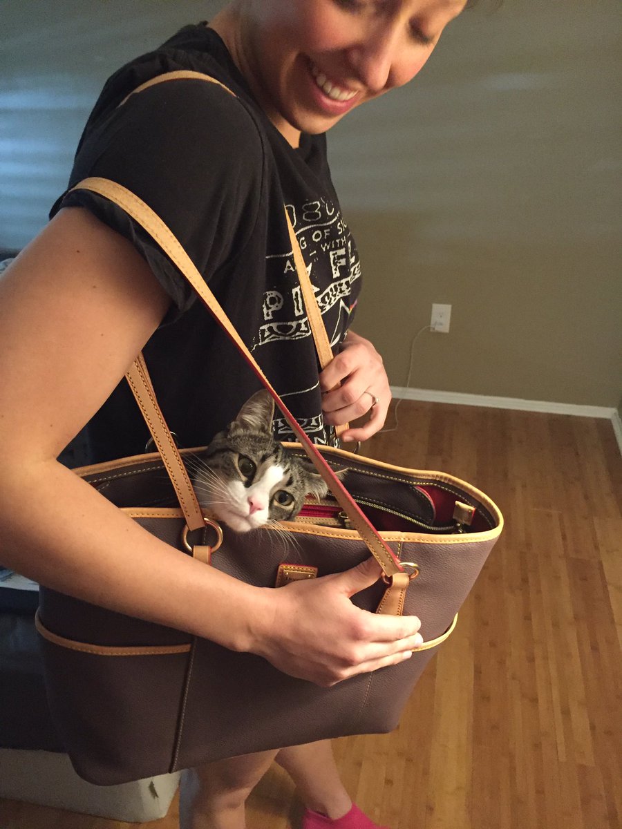 _vicrichards's tweet photo. If you don't have a cat in a bag this spring, you're just not hip. #trendy #spring2016 #catbag #catstogo https://t.co/EmMPxeifmI