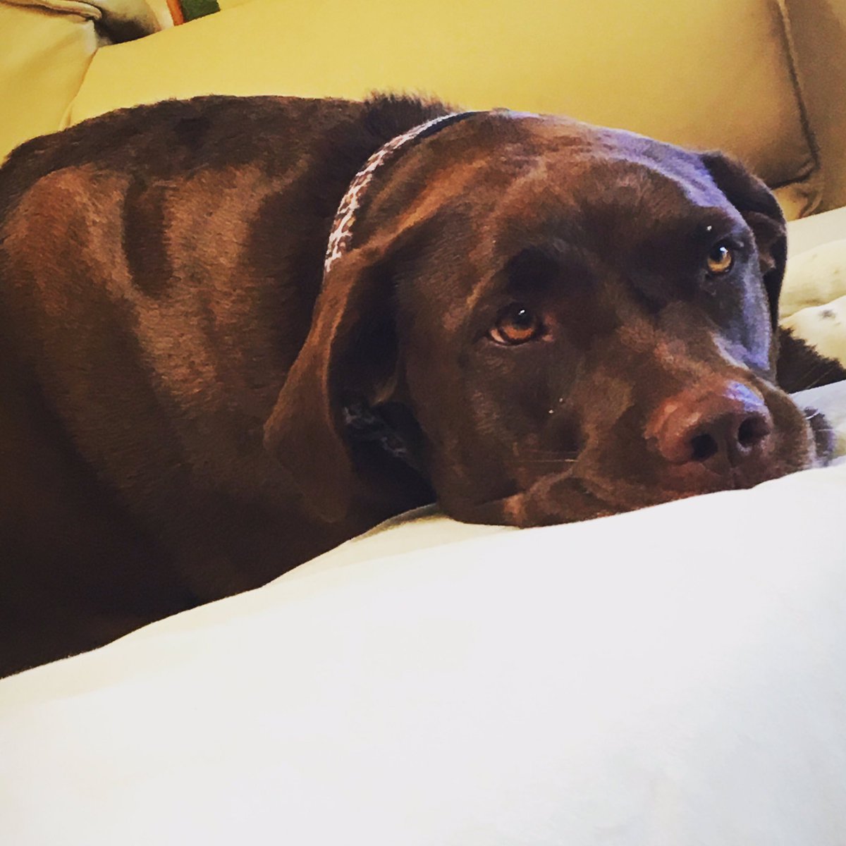 Ashleyvetere2's tweet image. Sad dog eyes. 🐶😭 #daydreaming #deepdogthoughts