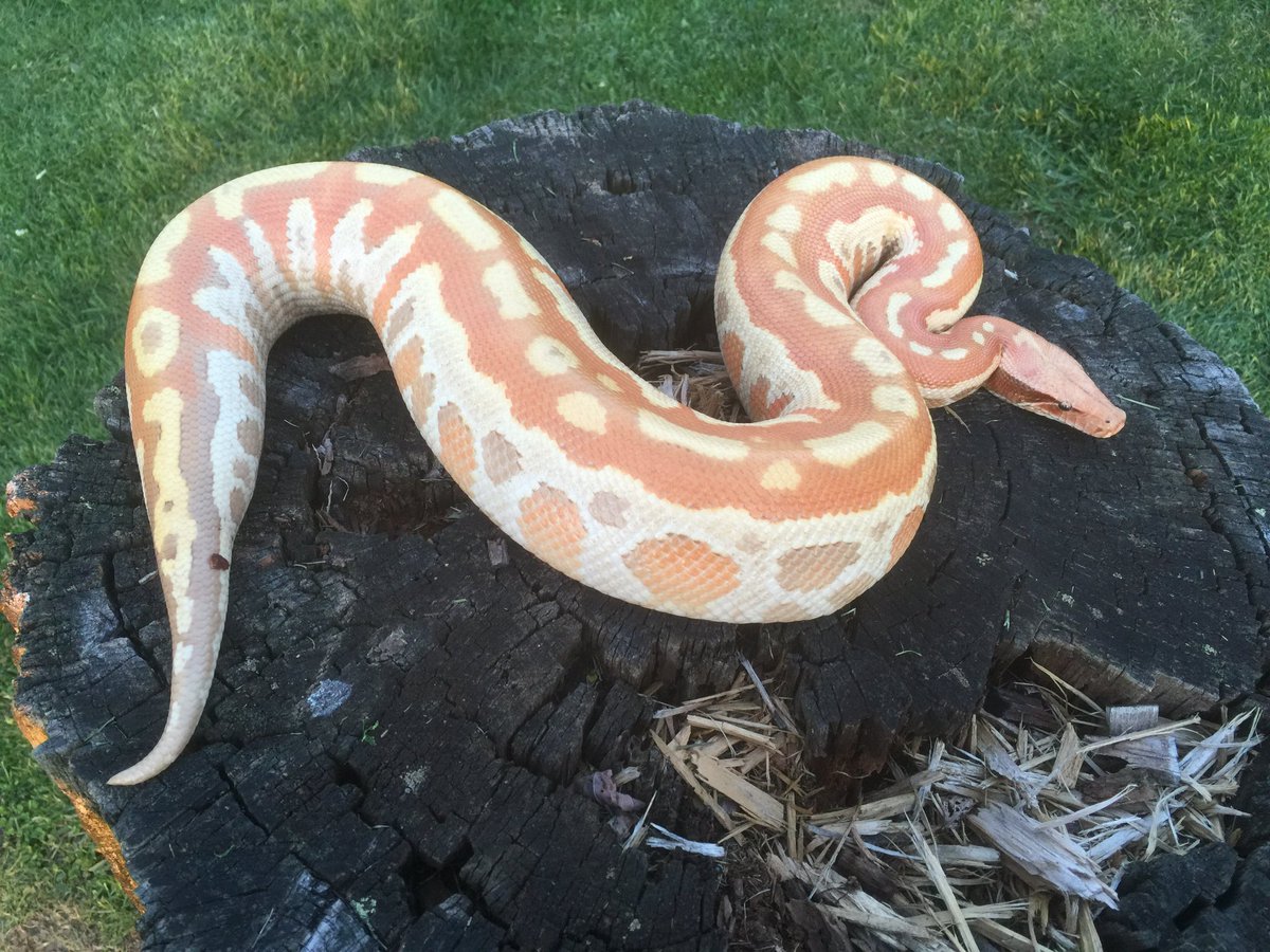 GearworkExotics's tweet image. Been a hot minute since I posted this girl... She&apos;s grown a lot lately it seems #pythonbrongersmai #bloodpython
