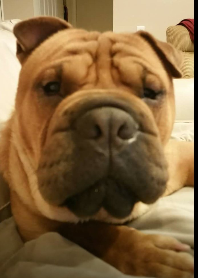 PeiPeople's tweet photo. 9 days until the #iheartoc Giving Day! Pei People puts their hearts into rescuing Shar Pei. ♡ https://t.co/MxdBXgon4T