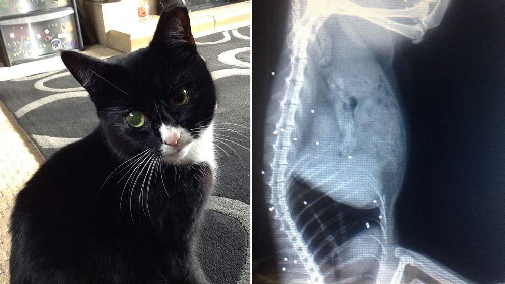 RSPCASutton's tweet image. 'Miracle' Black Cat Shot 30 Times Survives, know about this story on bit.ly/1p9lElH