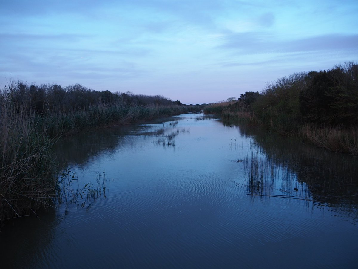 pekesmallorca's tweet image. Colores de #atardecer #albufera de #alcudia. #excursionesconniños @mallorcaenfotos @RDMtk