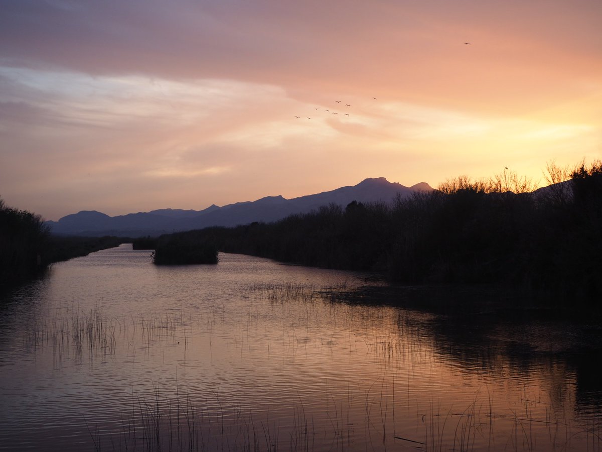 pekesmallorca's tweet image. Colores de #atardecer #albufera de #alcudia. #excursionesconniños @mallorcaenfotos @RDMtk