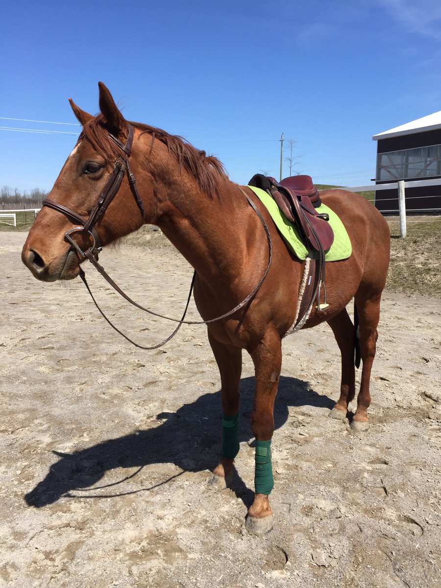 my_ottb_buzz's tweet photo. Love riding outside 😍😍 #horse #Ottb #green https://t.co/zMjUi3yEwC