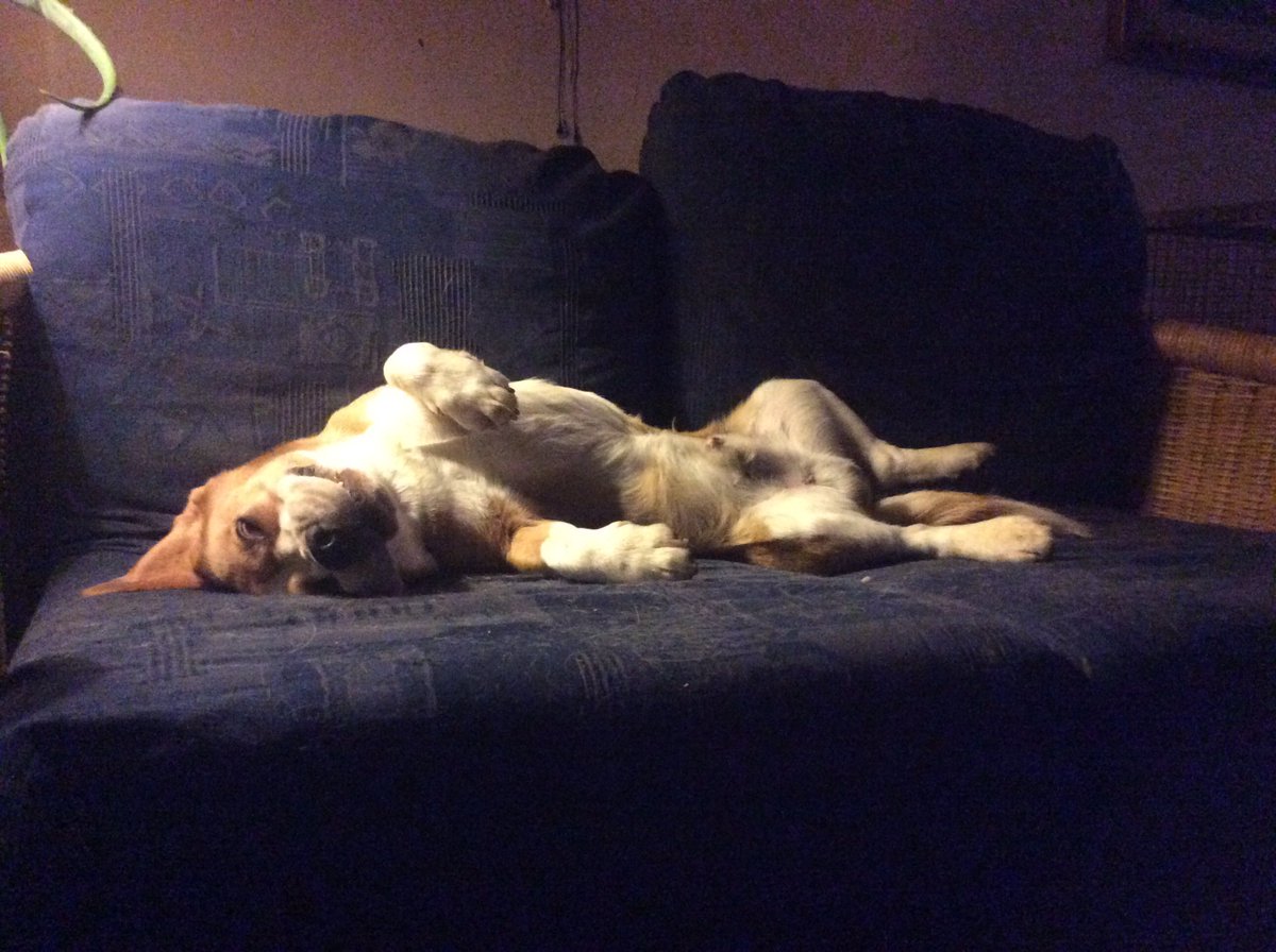 lorenzo salti tweet media