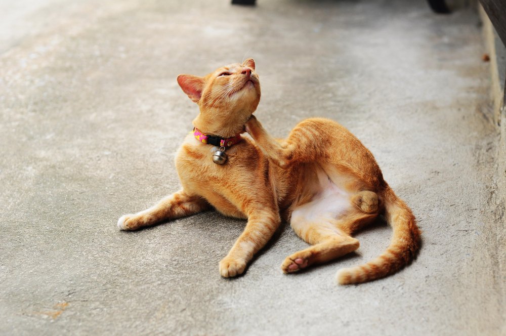 Petco's tweet photo. #DidYouKnow some pets react more strongly to fleas because they become allergic to the fleas’ saliva? https://t.co/fWthrBrGYO