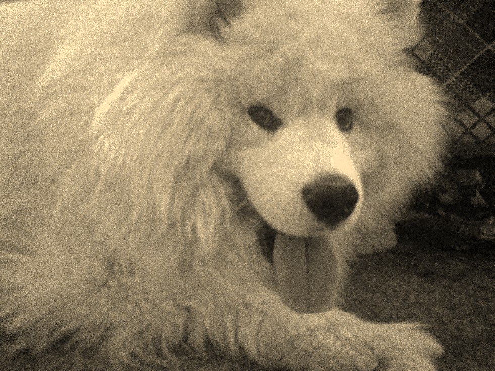 Sayuri_pp's tweet photo. Rare picture of ma wee boy. Never stays still long enough usually. #camerashy #smilingsammy https://t.co/FO13EfVJi0