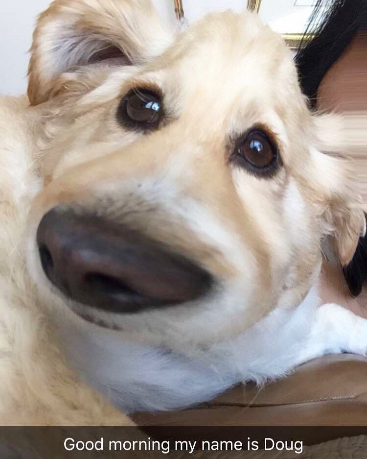 ollee24's tweet image. Best #snap of Cooper from the sibs 😂 #snapchat #dog #UP #pup