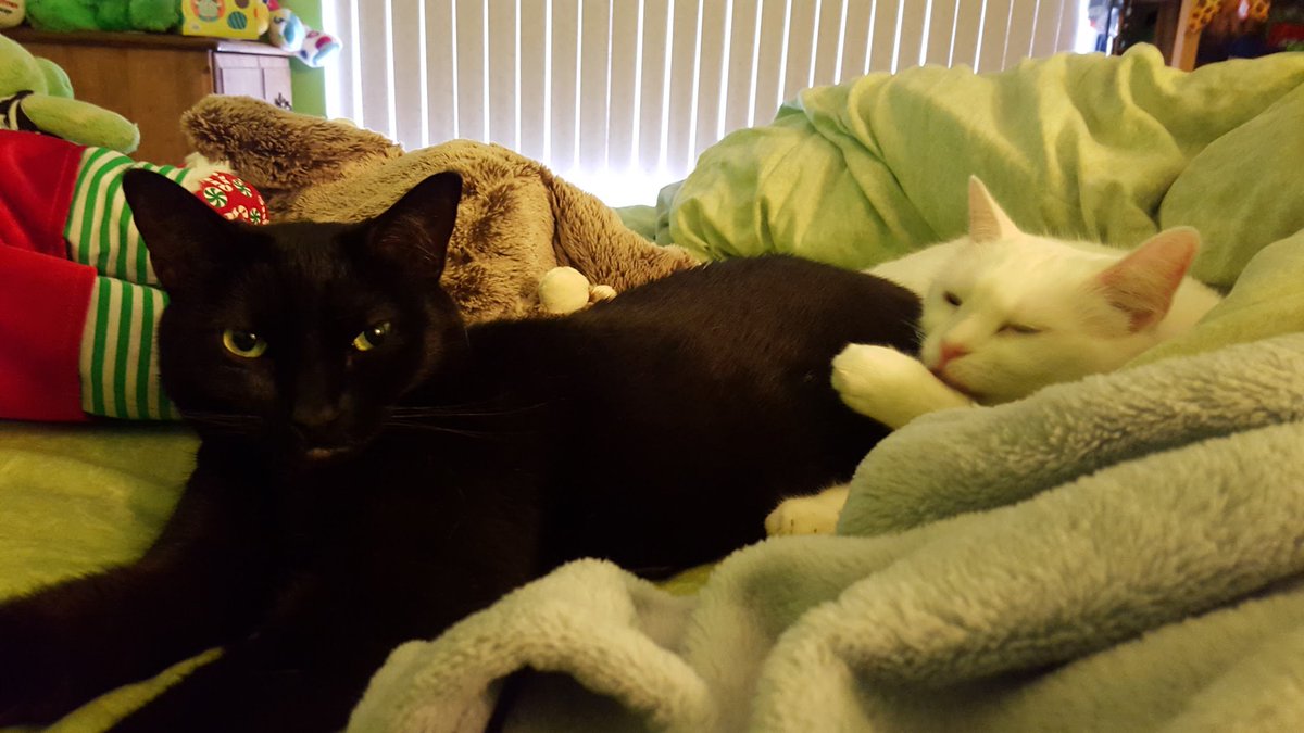 Snow_Mick's tweet photo. We are Snowball and Mickey. We live in OC with our loving parents. Follow us for a purdorable time. #snowmic #cats https://t.co/zTQWqpHxYW