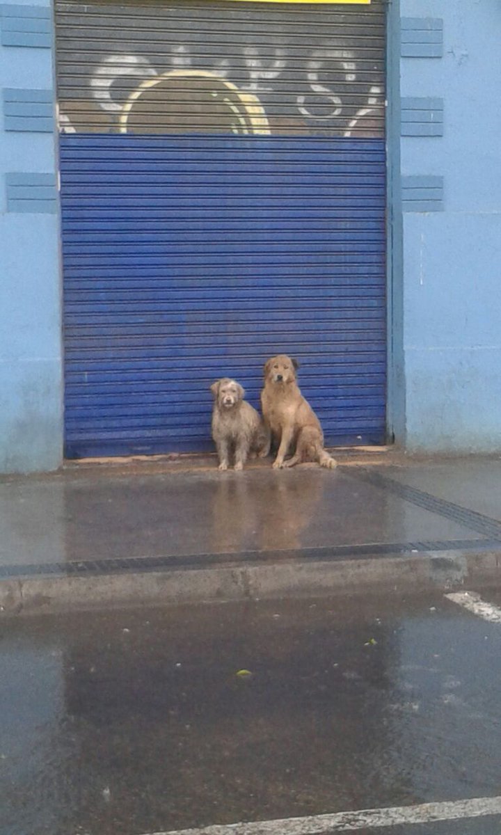 PerrosPlazaHuem's tweet photo. Desd #MercadoFranklin Carita Sucia y Laica rt @Tus_Retweet @TuTioPelao @bartorell @CataRojasSilva @Terrier_Chileno https://t.co/GV5maQcJMG