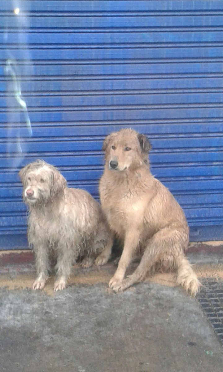 PerrosPlazaHuem's tweet photo. Desd #MercadoFranklin Carita Sucia y Laica rt @Tus_Retweet @TuTioPelao @bartorell @CataRojasSilva @Terrier_Chileno https://t.co/GV5maQcJMG