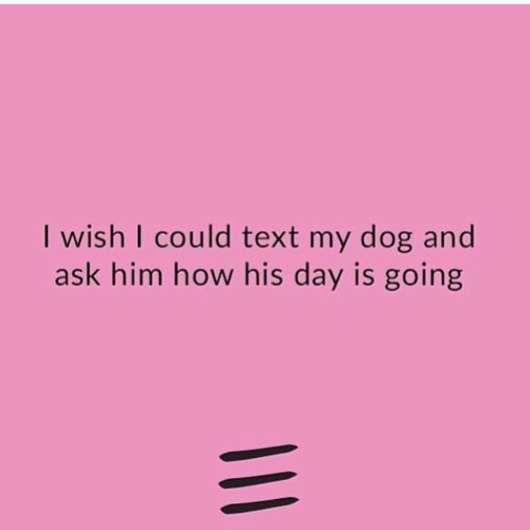 Maxim_Deeble's tweet photo. 🐶 #TeddyDeebs #howareyaaaa https://t.co/hZimwQDiLT