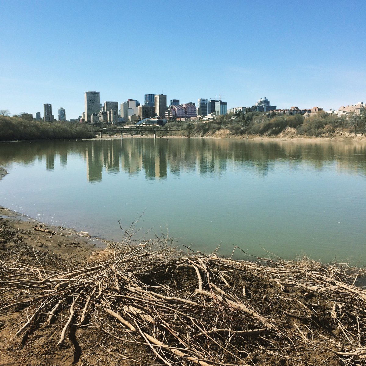 Coffee_Baileys's tweet photo. Calm as a beaver?? #yeg #beaverden #sunday #iphonephoto https://t.co/qf8h7mYq4E