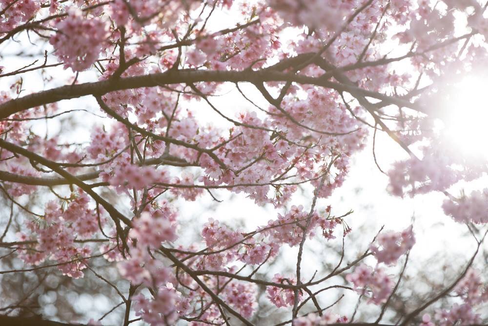 _MariaMadison_'s tweet image. #sakura#cherryblossom #morningintokyo#tokyo#japan #travelpics #nofilter #桜の花 #桜 #straightoffthecamera