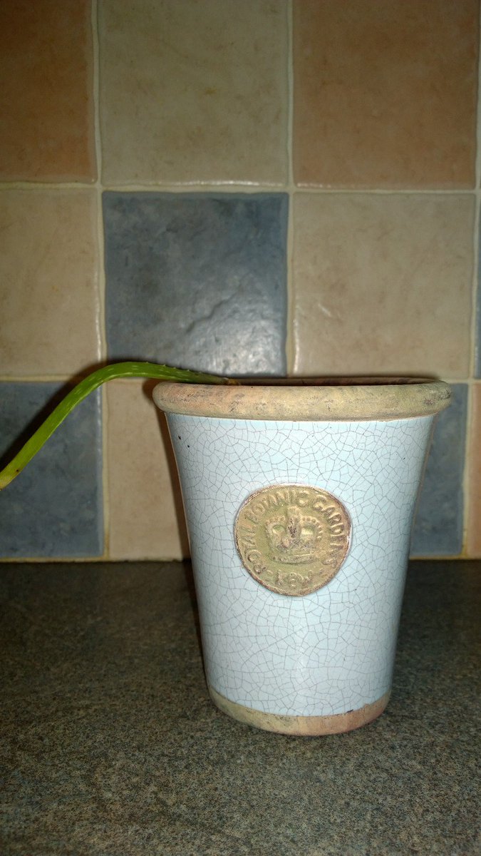 BlogRaider's tweet image. Been re-potting some house plants...c50% success rate.