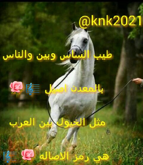 knk2021's tweet photo. طيب الساس وبين والناس بالمعدن اصيل 🎼🌹

مثل الخيول بين العرب هي رمز الاصاله 🌹🎼 https://t.co/G1kAKNGKlq