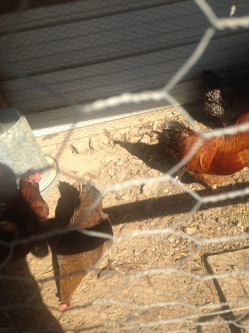 I also got to pet two orphaned foxes, goats, sheep, chickens omfg so many animals *^* https://t.co/p<a href="/tag/pokemongo"class="tags"><span>#pokemongo</span></a>