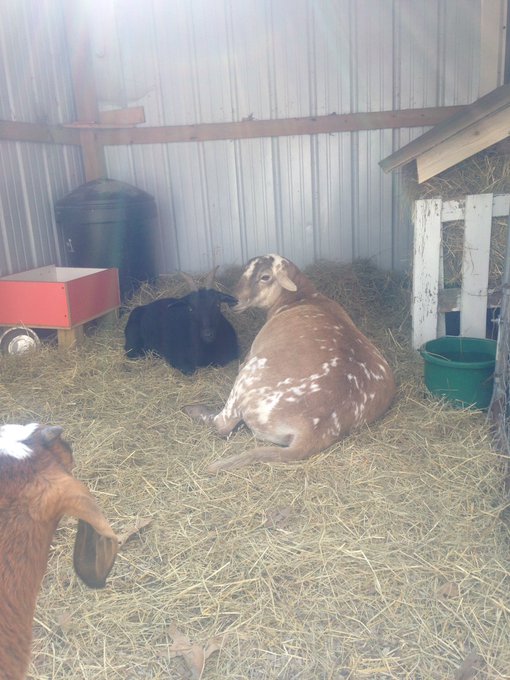 I also got to pet two orphaned foxes, goats, sheep, chickens omfg so many animals *^* https://t.co/p<a href="/tag/pokemongo"class="tags"><span>#pokemongo</span></a>