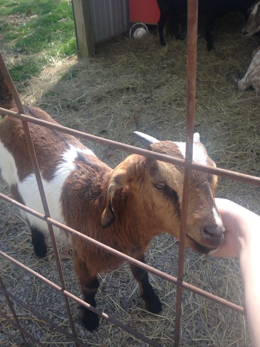 I also got to pet two orphaned foxes, goats, sheep, chickens omfg so many animals *^* https://t.co/p<a href="/tag/pokemongo"class="tags"><span>#pokemongo</span></a>