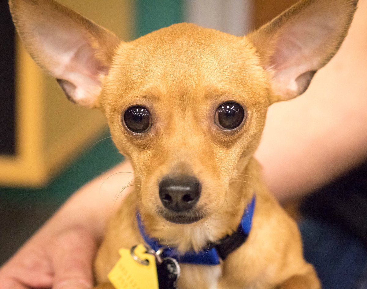 AnimalsOfAustin's tweet photo. LEFTY is a sweet little #chihuahua goofball looking for a home through @bastroprescue #animalsofaustin #atx https://t.co/HIzxSdUjYI