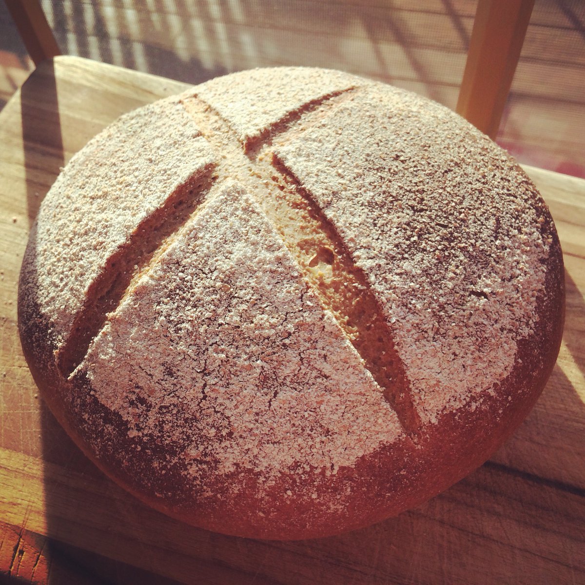 1st #sourdough, <a href="/michaelpollan/">Michael Pollan</a>! Looks beautiful &amp; I know to expect dense til starter matures, but I bet she's gummy.