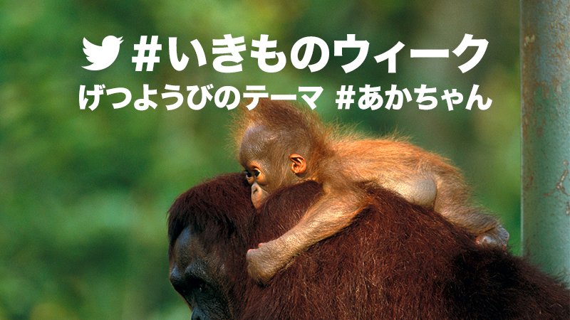 Twitterが今年も開催 いきものウィーク テーマ あかちゃん に集まった動物画像まとめ Togetter
