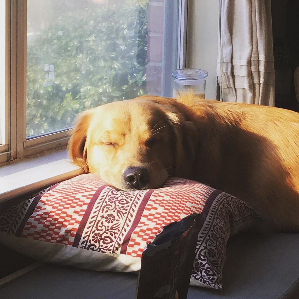 Abhashri's tweet photo. #thegoldenNawab knows how to do #sunday best. #cuzitsrestday #sleepypuppy #goldensofinstag… https://t.co/JKJqwEcsOl https://t.co/40RRjqLwlg