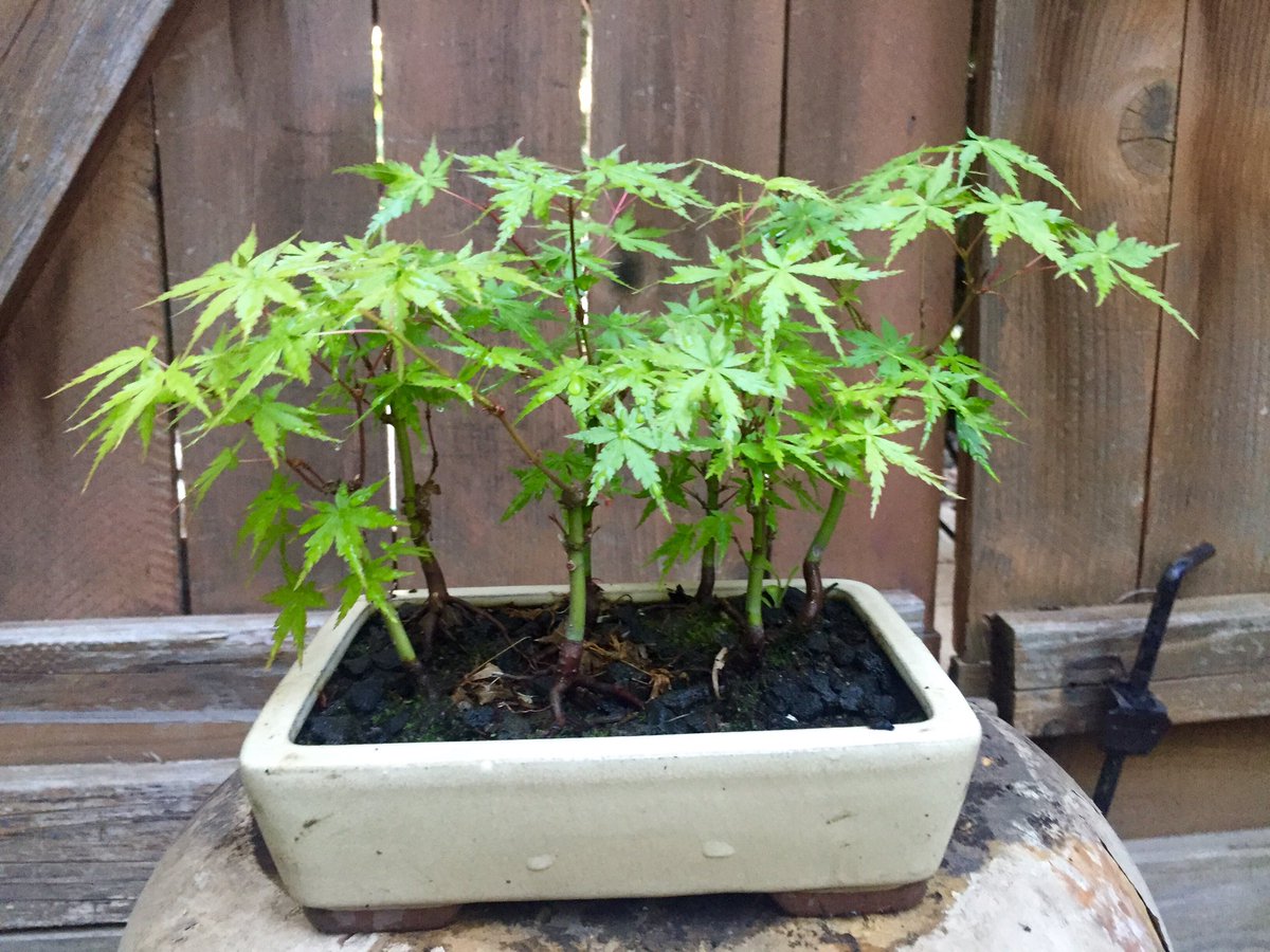 IBonsaiGuy's tweet photo. @luvyoutopieces #bonsai #16years #passion https://t.co/ldjamra2bS