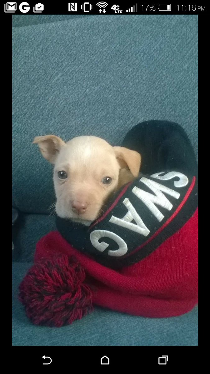 TyreeBhadd101's tweet photo. My puppy is definitely cuter than yours #HandsDow https://t.co/54zqOeGUiv