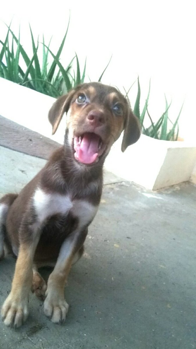 Mily en adopción, información 6496-9570. @RobaMorena <a href="/quinnannette/">Annette Quinn</a> <a href="/QuienTVPanama/">Quien TV</a> @laonetwo507 @fundasis <a href="/fundatpty/">Fund. Agua y Tierra</a>