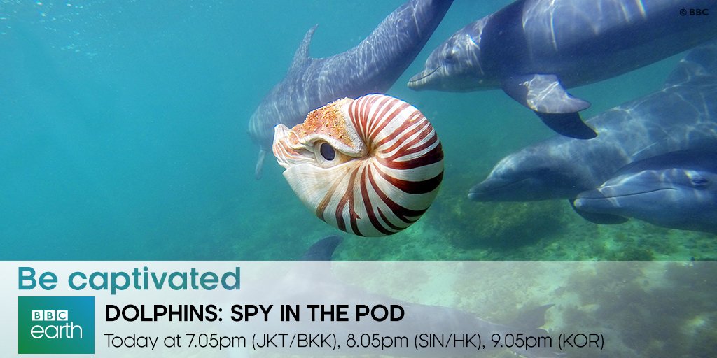 BBCEarthAsia's tweet photo. #Didyouknow dolphins use mud to catch fish? Go undercover &amp; learn all about the dolphin world tonight #SpyCreatures https://t.co/ogFeahlZA9