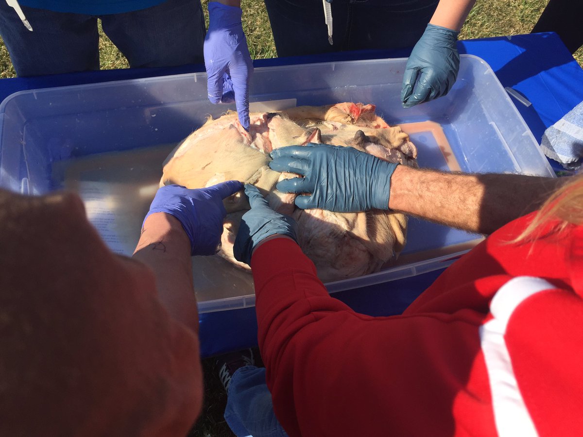 emillyy_13's tweet photo. hands on learning today about the wonderful mammary gland at #yld2016 @dairypdpw https://t.co/jvKuLj38GW